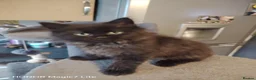 Mixed Breed cats for sale: Beautiful black & gray fluffy kitten - Advert 7