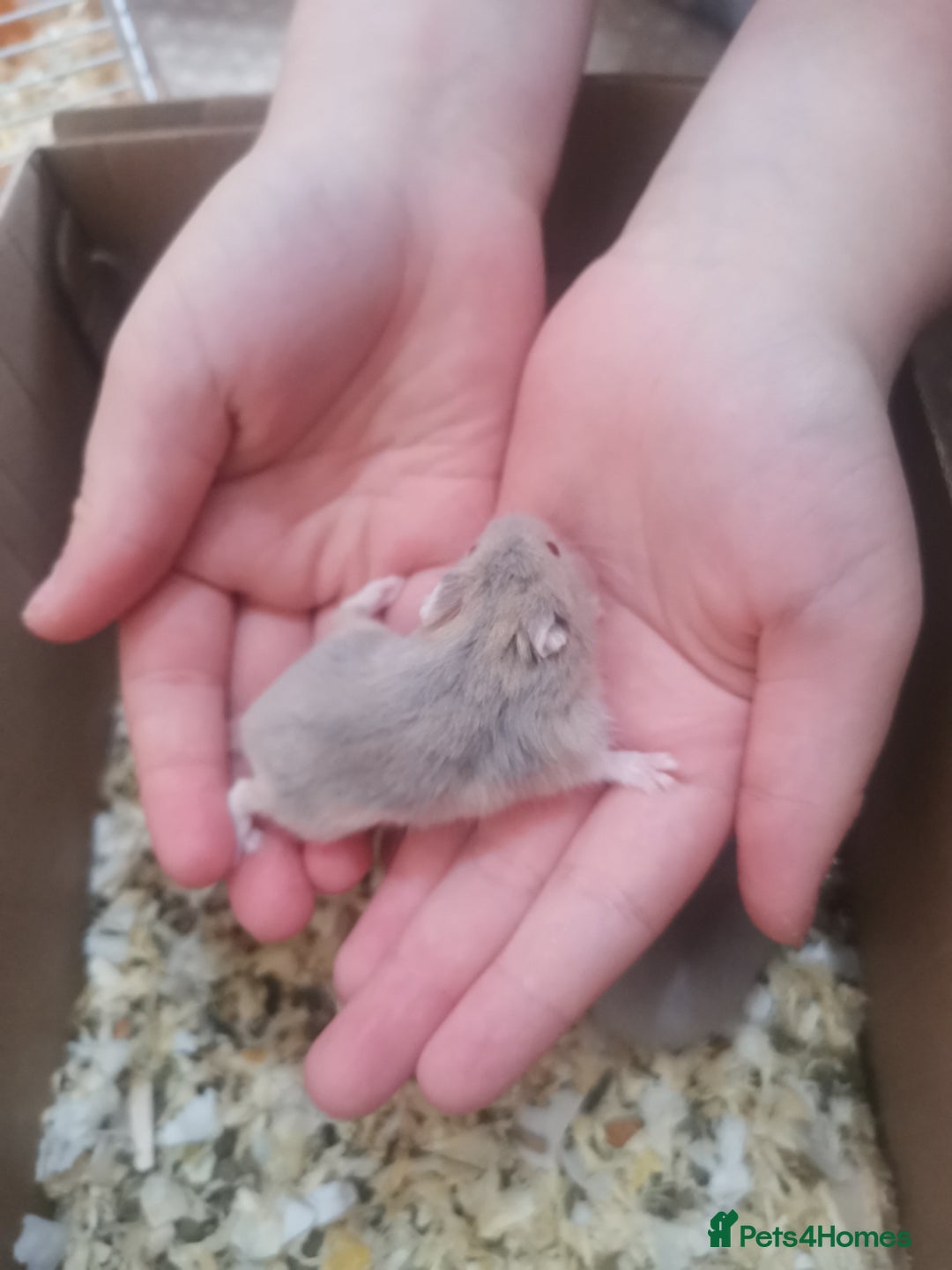 Hamster rodents for sale: 5 x russian dwarf hamsters 2x girls 3 x boys  - Image 7