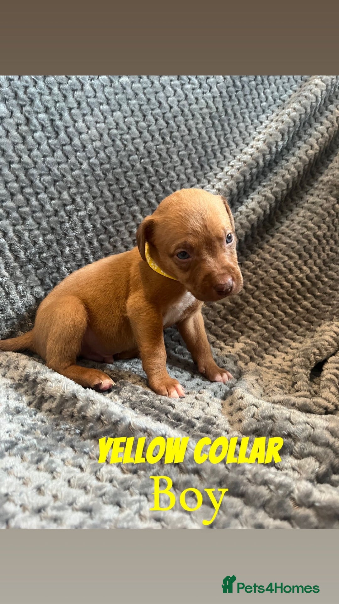 Mixed Breed dogs for sale: 11 Lurcher x Staffy pups for Sale! - Advert 21