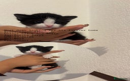 RagaMuffin cats for sale: 5 week old kittens 2boys 1girl - Image 2