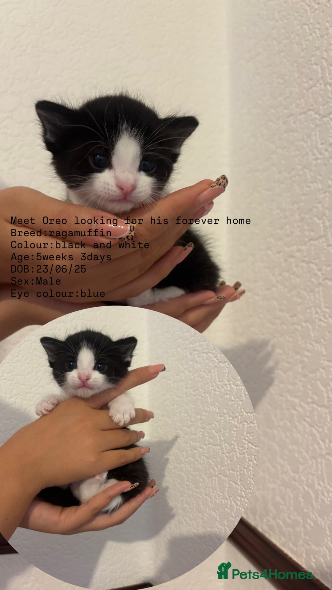 RagaMuffin cats for sale: 5 week old kittens 2boys 1girl - Image 2