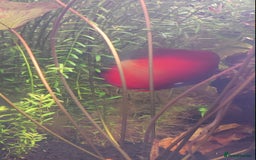 Discus fish for sale: 4 x discus fish for sale  - Image 4