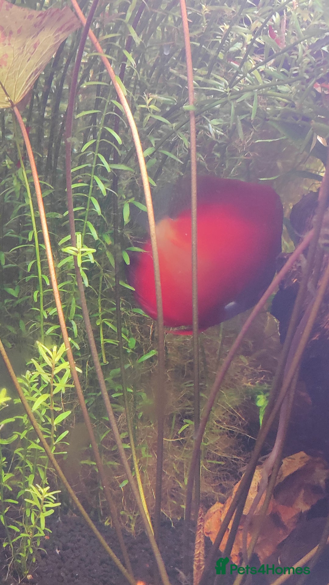 Discus fish for sale: 4 x discus fish for sale  - Image 4