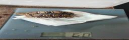 Tortoise reptiles for sale: Leopard spotted tortoises - Advert 3