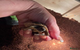 Hermann Tortoise reptiles for sale: Baby tortoise with home & accessories  - Image 3