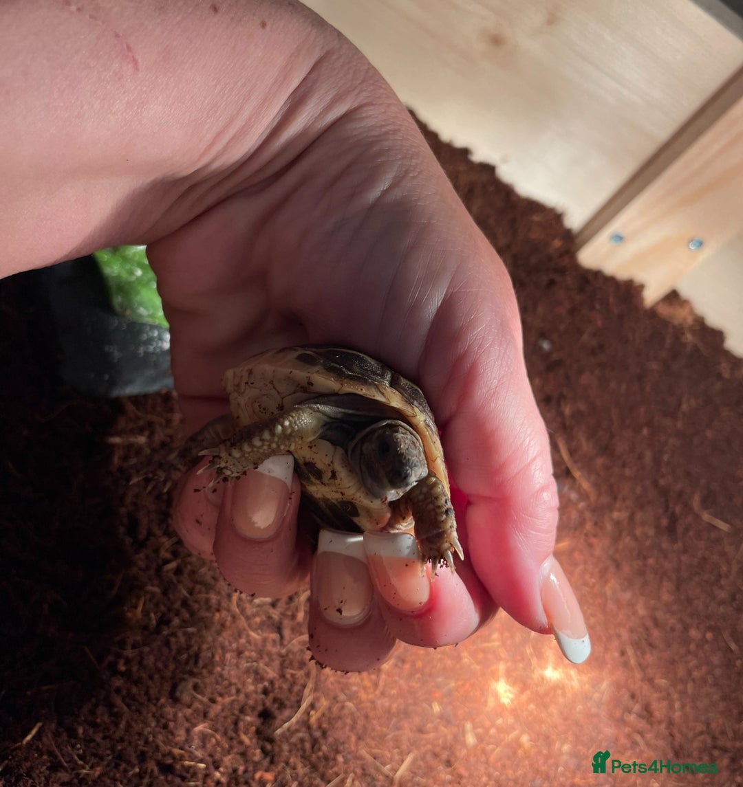 Hermann Tortoise reptiles for sale: Baby tortoise with home & accessories  - Image 3