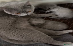 British Shorthair cats for sale: **Last blue girl available** - Image 5