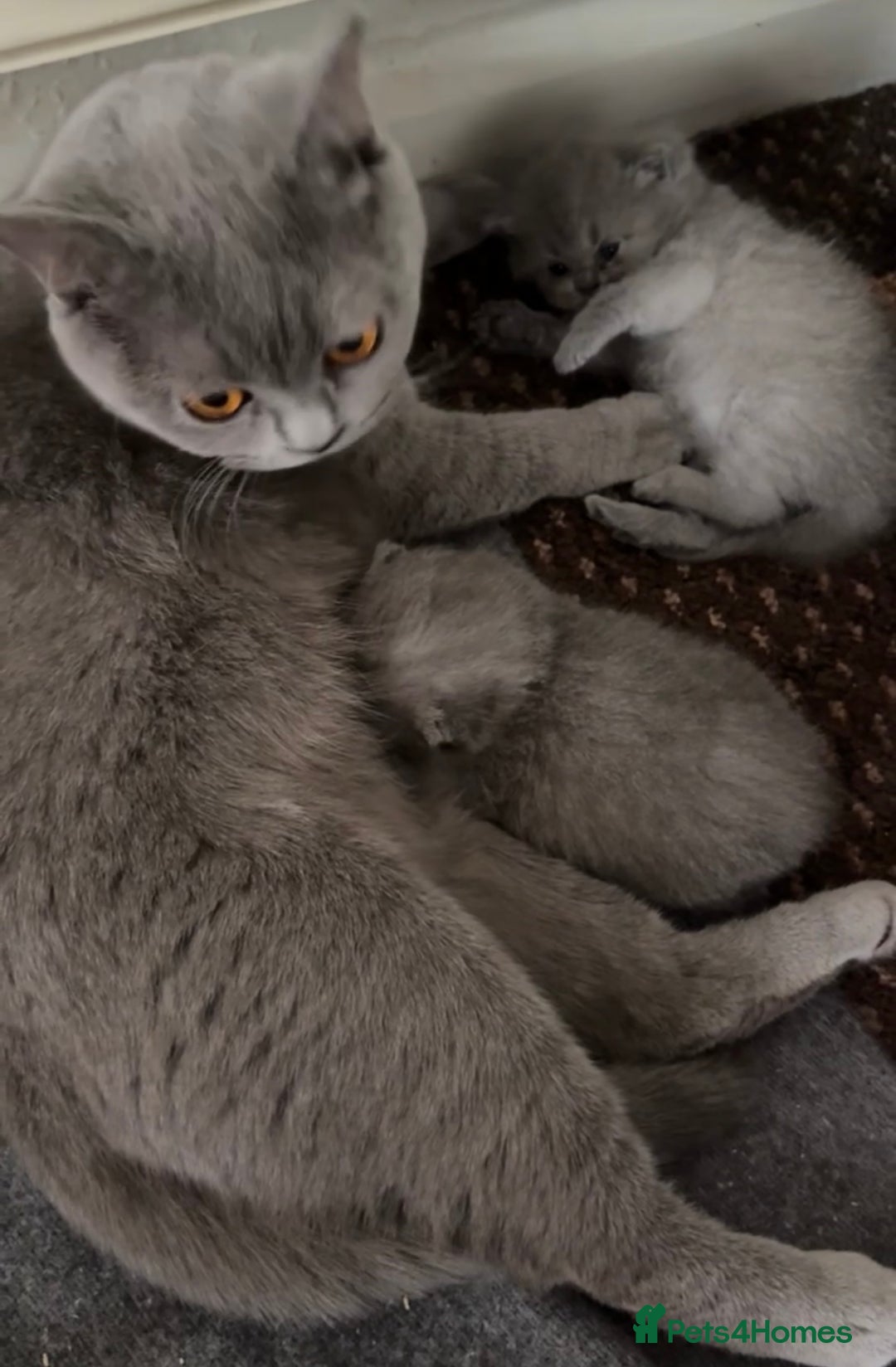 British Shorthair cats for sale: **Last blue girl available** - Image 5