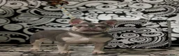 French Bulldog dogs for stud: French Bulldog Stud 🔥 The Next Generation - Advert 17