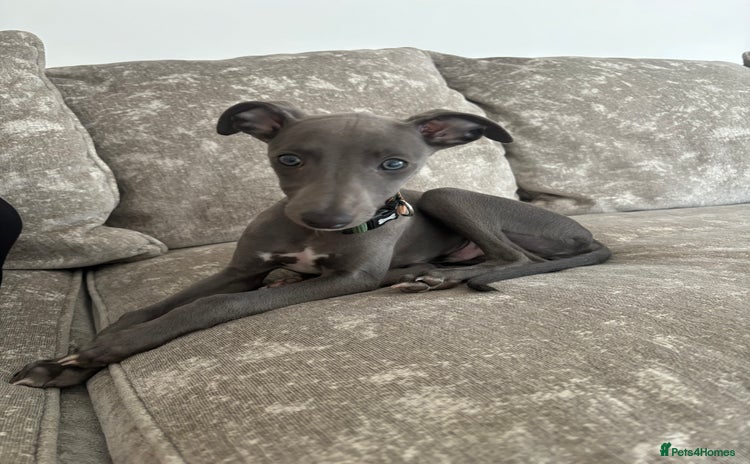 Whippet dogs - Advert 1