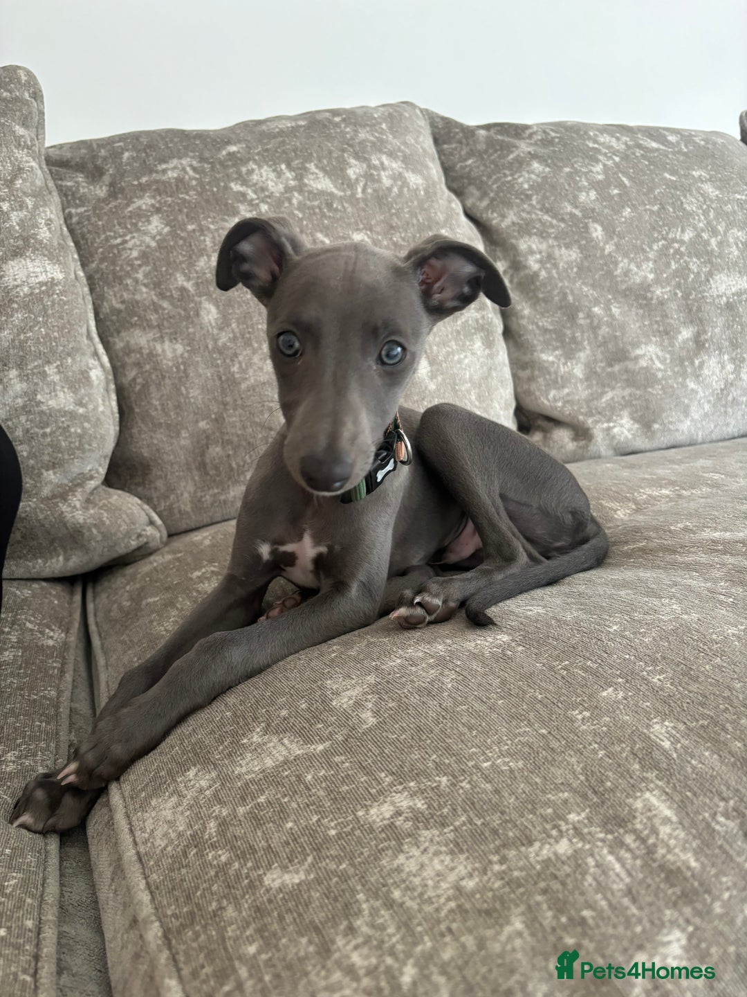 Whippet dogs for sale: Blue whippet boy  - Image 1