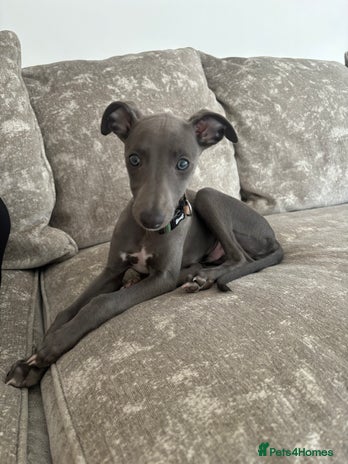 Whippet dogs - Advert 3