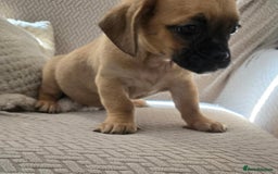 Mixed Breed dogs for sale: 6 jug x cavachon pups for sale  - Image 10