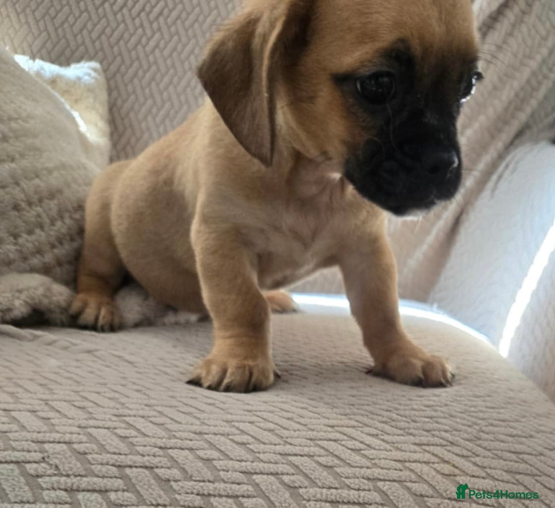 Mixed Breed dogs for sale: 6 jug x cavachon pups for sale  - Image 10