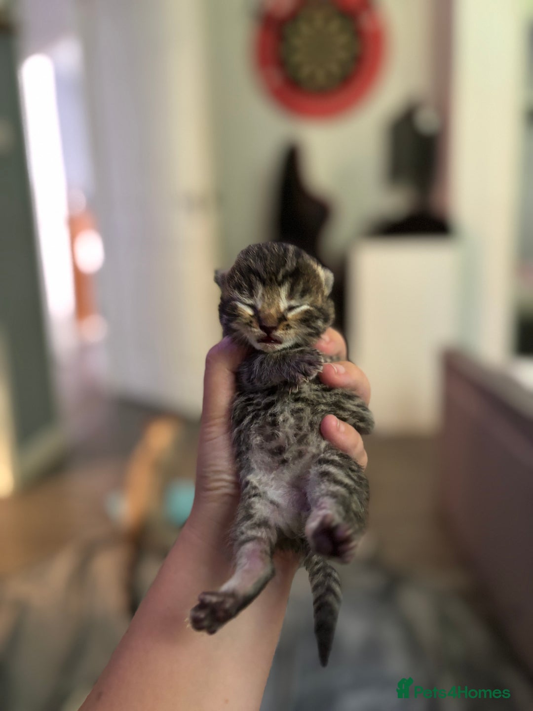 Mixed Breed cats for sale: Half bengals  - Image 7