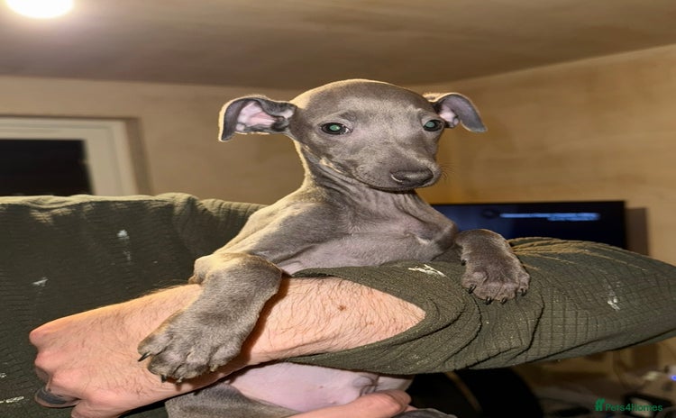 Italian Greyhound dogs - Advert 1