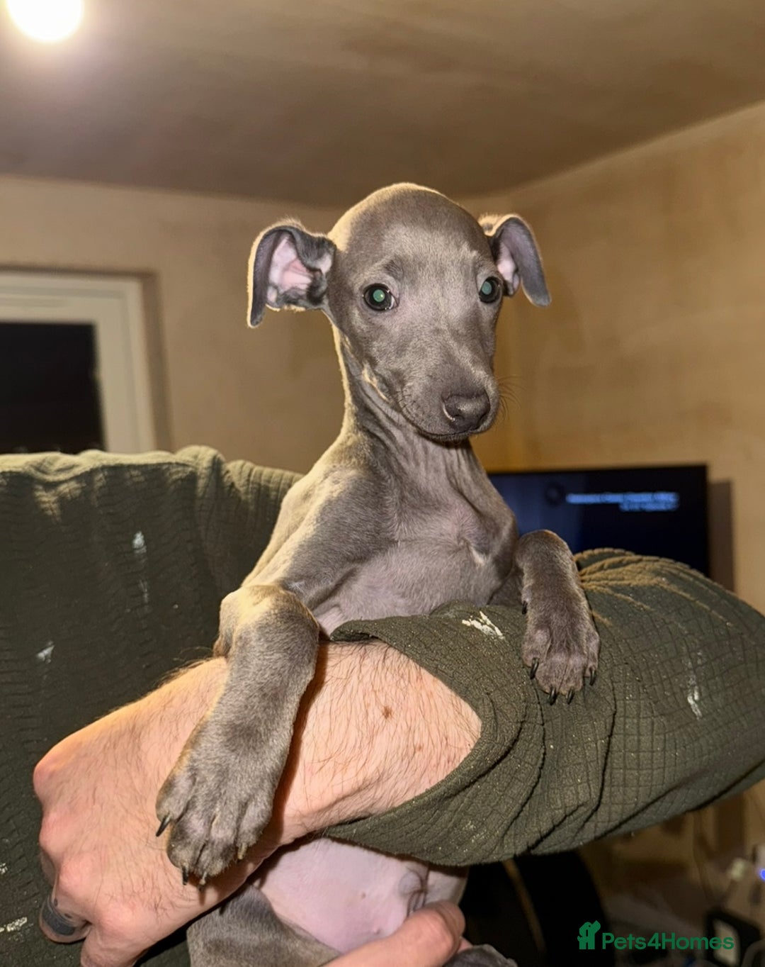 Italian Greyhound Puppies for sale in Keynsham, Bath and North
