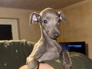 Italian Greyhound dogs - Advert 13