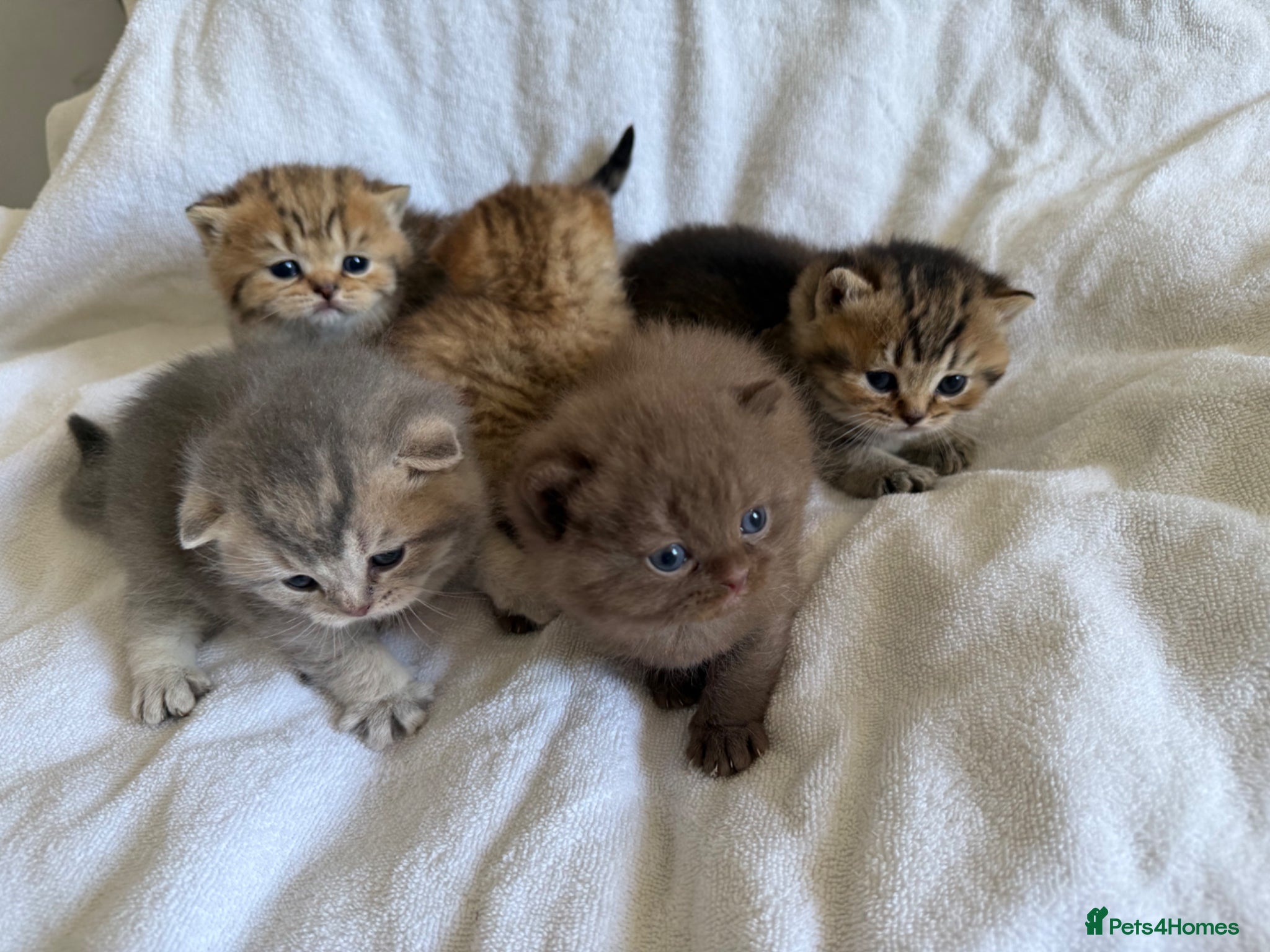Scottish Fold cats Stunning Scottish fold/Scottish straight kittens🥰 - Advert 1