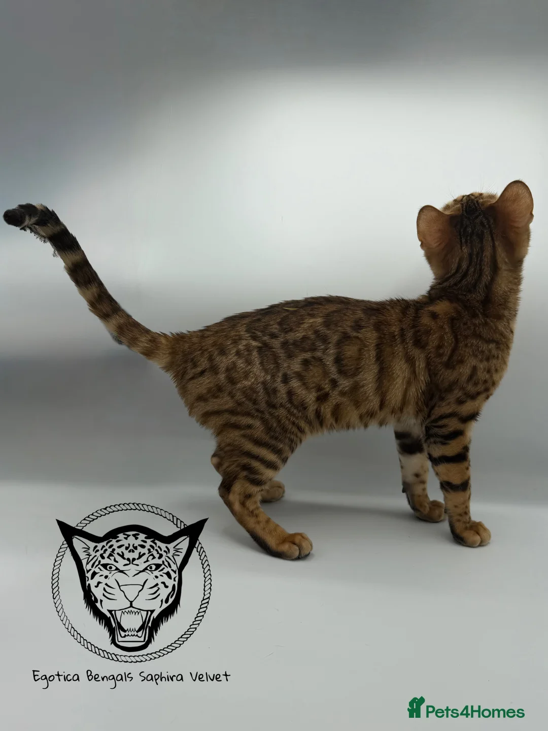 Bengal cats for sale: 🐆✨ LAST KITTEN 6TH TICA GENERATION BENGAL🐆✨ - Advert 15