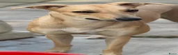 Mixed Breed dogs for sale: Female Lurcher 1 year old - Advert 10