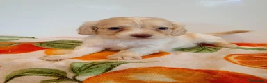 Theodore 