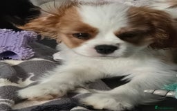 Cavalier King Charles Spaniel dogs for sale: READY NOW Fully health tested included MRI scan  - Image 29