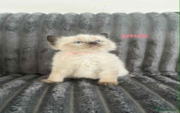 Ragdoll cats for sale: 5 Adorable Ragdoll Kittens🐾 - Image 26