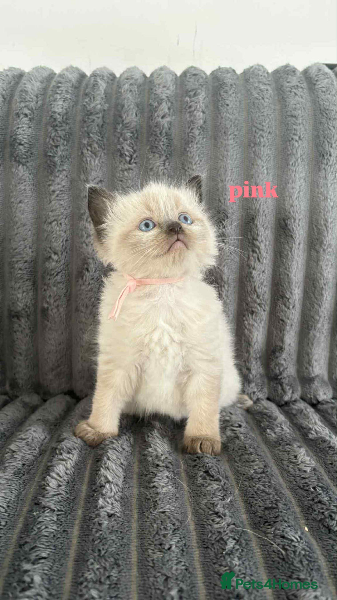 Ragdoll cats for sale: 5 Adorable Ragdoll Kittens🐾 - Image 26