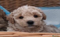 Maltipoo dogs for sale: Rare F2 Toy Maltipoos, DNA Clear + Basic Training - Image 17