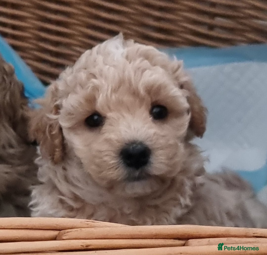 Maltipoo dogs for sale: Rare F2 Toy Maltipoos, DNA Clear + Basic Training - Image 17
