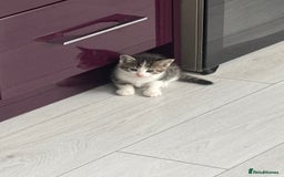 Mixed Breed cats for sale: 3 little kittens - Image 4