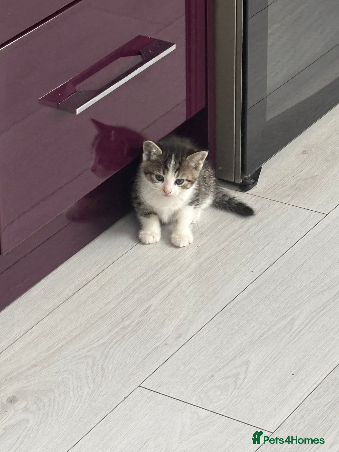 Mixed Breed cats for sale: 3 little kittens - Image 4