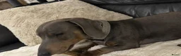 Miniature Dachshund dogs for sale: Male miniature dachshund  - Advert 4