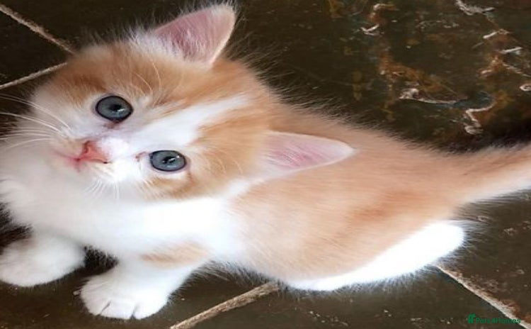 Mixed Breed cats - Advert 4