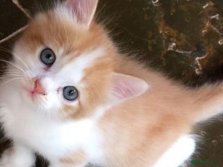 Mixed Breed cats - Advert 14