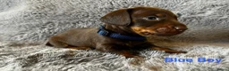 Miniature Dachshund dogs for sale: Gorgeous Miniature Dachshund puppies - Advert 7