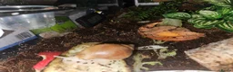 Snails invertebrates for sale: Giant african land snails - Advert 3