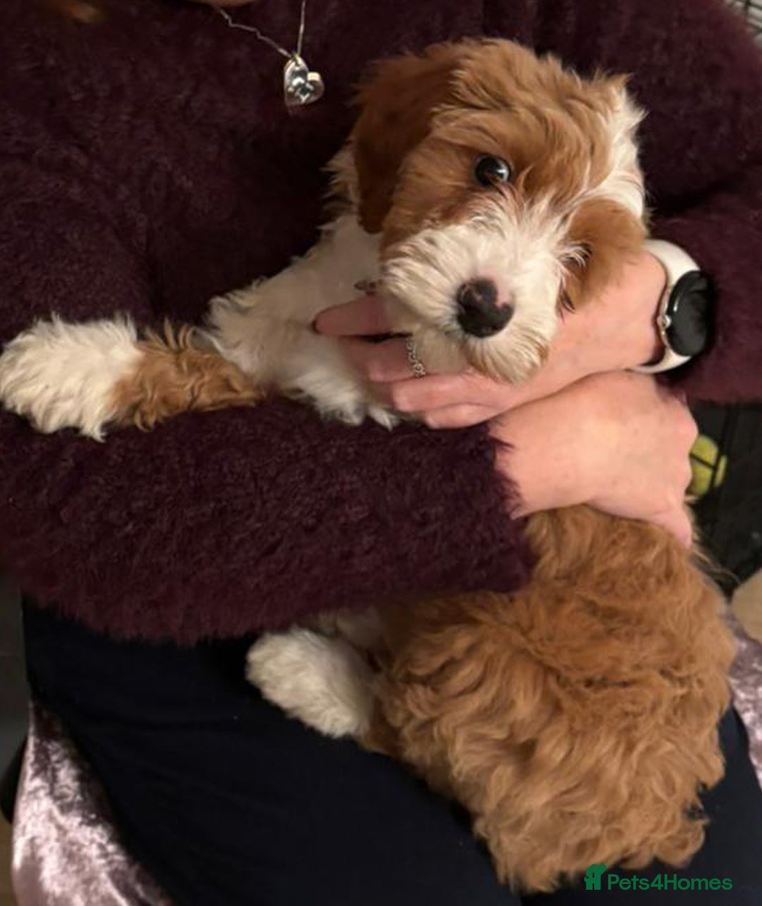 Australian Labradoodle dogs for sale: Australian Labradoodles for Sale - Advert 27