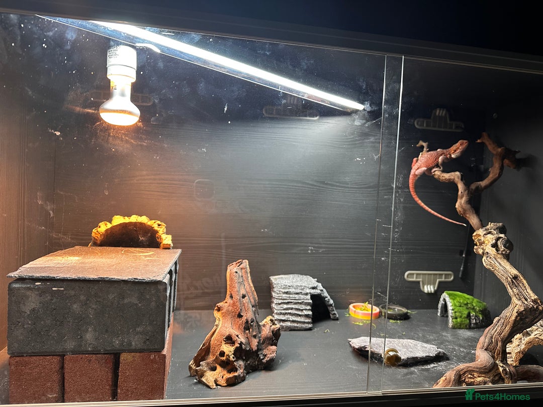 Bearded Dragon reptiles for sale: WOLFGANG x Humbug  - Advert 12