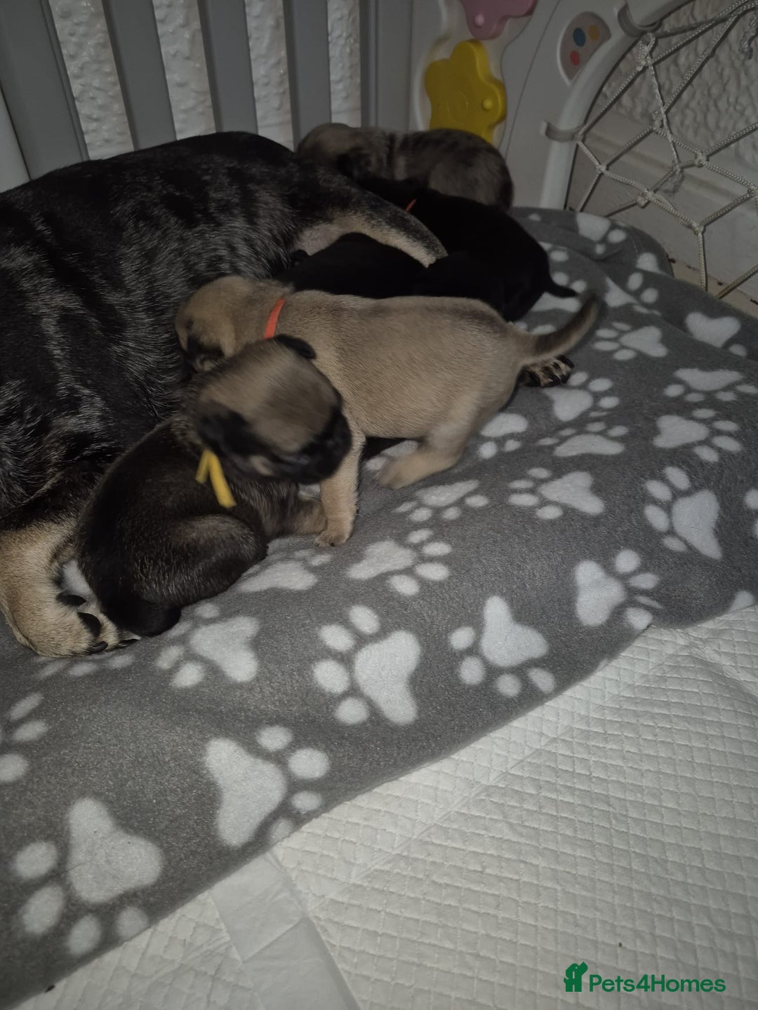 Pug dogs for sale: Pug puppies 🐶  - Image 27