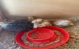 Chickens poultry for sale: Bantam chickens & quail  - Image 4