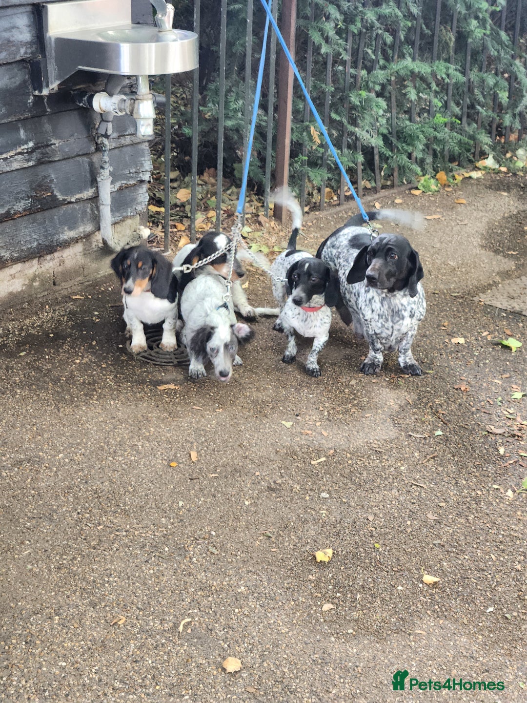 Dachshund dogs for sale: Stunning Dachshund Puppies  - Image 19