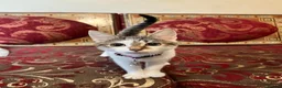 Turkish Van cats for sale: Kittens for free  in London - Advert 4