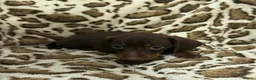 Dachshund dogs for sale: 🩷Amazing dachshund puppies🩷 - Advert 11
