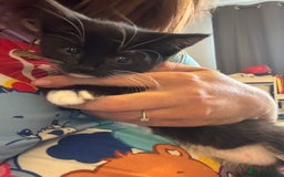 Domestic Shorthair cats for sale: 3 Gorgeous domestic short haired kittens - Image 1