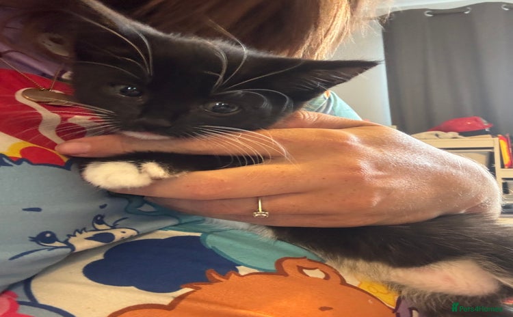 Domestic Shorthair cats - Advert 13