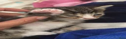 Mixed Breed cats for sale: Adorable Bengal x Shorthair Kittens - Advert 12