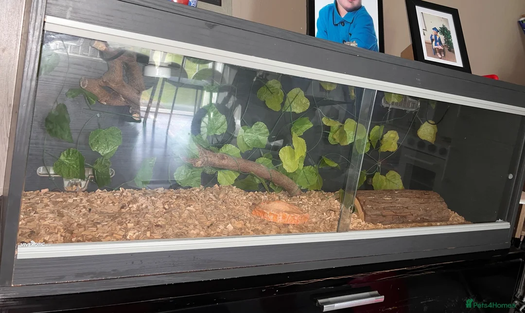 Corn Snake reptiles for sale: Reptile Vivarium in London - Advert 1