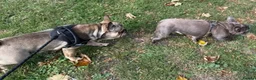 French Bulldog dogs for stud: French Bulldog Stud Available (fluffy carrier) in London - Advert 5